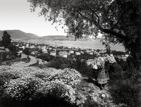 Photos de la Riviera par Jean Gilletta. - Laure Gilletta devant des cultures d'anthémis sur la colline de Fabron, à Nice, vers 1930