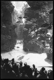 Le Grand Aquarium. Musée Océanographique de Monaco. - Photos de P.H. Sébastien Darrasse extraites du livre "Faces of Monaco". (Edition WHY).