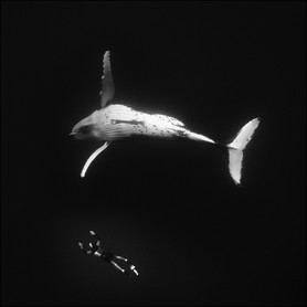 Apnée Yoram Zekri - Yoram Zekri avec une baleine à bosse par 35m de profondeur.
DATE: septembre 2005
LIEU: ile de Rurutu, archipel des Australes, Polynésie Française