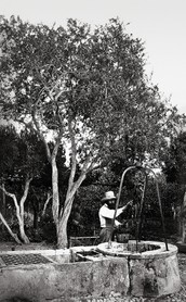 Photos de la Riviera par Jean Gilletta. - Grenadier à Beaulieu, photo de Walburg de Bray extraite de La Botanique de la Bible, 1871