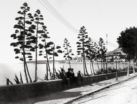 MENTON, entre les aloès, vers 1895.