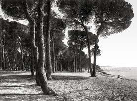 Photos de la Riviera par Jean Gilletta. - JUAN-LES-PINS. La pinède, vers 1885.
