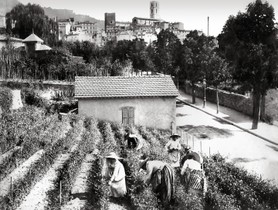 Photos de la Riviera par Jean Gilletta. - GRASSE. La cueillette du jasmin, boulevard Fragonard, vers 1890.