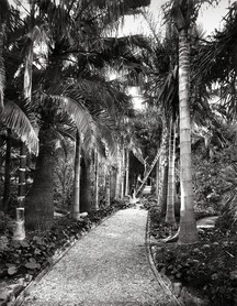 Photos de la Riviera par Jean Gilletta. - GOLF-JUAN. La villa Mauresque, allée de cocotiers, vers 1890.