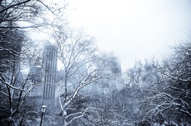 Buildings de Manhattan vue à travers les arbres de Central Park