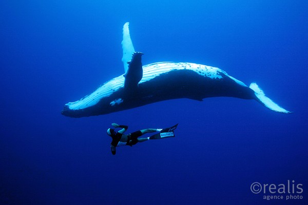 Apnée Yoram Zekri - Yoram Zekri avec une baleine à bosse par 35m de profondeur.
DATE:septembre 2005
LIEU: ile de Rurutu, archipel des Australes, Polynésie Française