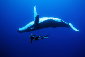 Apnée Yoram Zekri - Yoram Zekri avec une baleine à bosse par 35m de profondeur.
DATE:septembre 2005
LIEU: ile de Rurutu, archipel des Australes, Polynésie Française