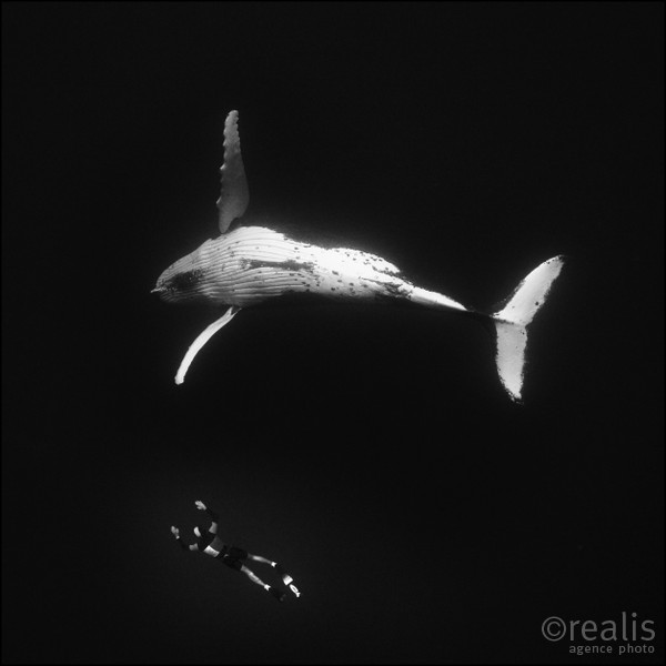 Apnée Yoram Zekri - Yoram Zekri avec une baleine à bosse par 35m de profondeur.
DATE: septembre 2005
LIEU: ile de Rurutu, archipel des Australes, Polynésie Française
