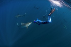 Pierre frolla en apnée avec le requins tigre