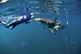 Pierre frolla en apnée avec le requins tigre