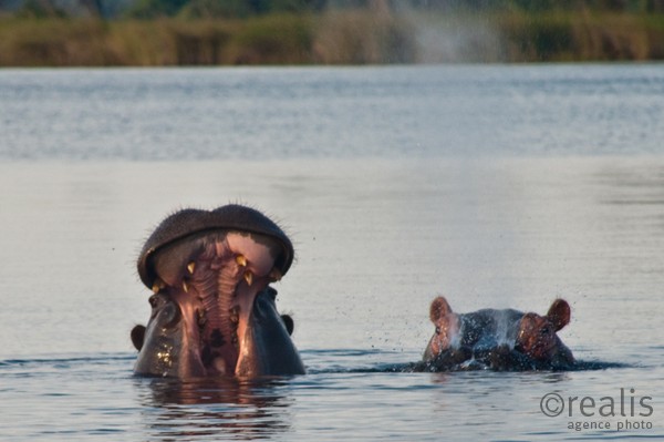 Voyage "L'aventure ! L'aventure...." - Parc Morémi - Delta de l'Okavango - Botswana