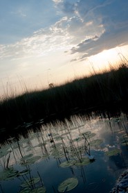 Parc Morémi - Delta de l'Okavango - Botswana