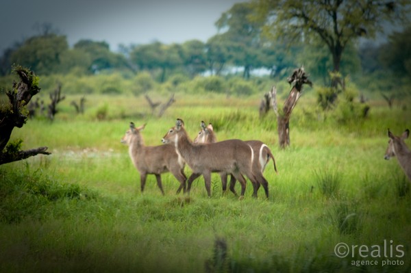 Voyage "L'aventure ! L'aventure..." - Parc Morémi - Delta de l'Okavango - Botswana