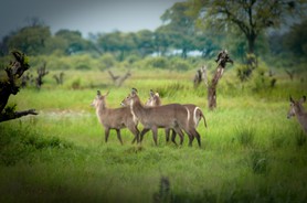 Parc Morémi - Delta de l'Okavango - Botswana