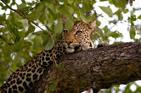 Léopard - Parc de Chobe - Botswana