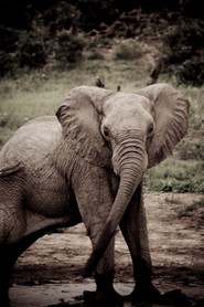 Voyage "L'aventure ! L'aventure...." - Eléphant - Parc de Chobe - Botswana