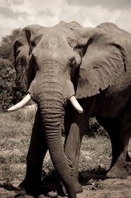 Eléphant - Parc de Chobe - Botswana