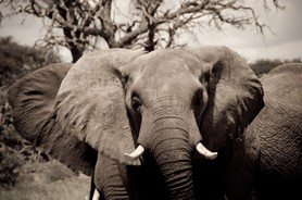 Eléphant - Parc de Chobe - Botswana