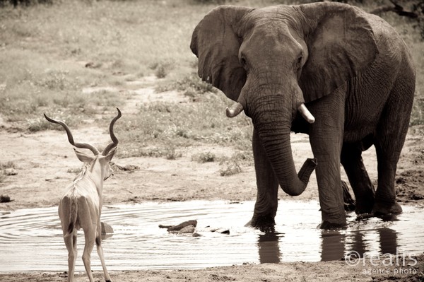 Voyage "L'aventure ! L'aventure...." - Eléphant - Parc de Chobe - Botswana