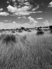 Kgalagali Transfontier park - Afrique du Sud