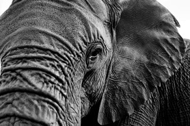 Voyage "L'aventure ! L'aventure...." - Eléphant femelle - Elephant Sanctuary - Afrique du Sud