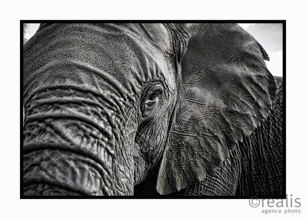 Voyage "L'aventure ! L'aventure...." - Eléphant femelle - Elephant Sanctuary - Afrique du Sud