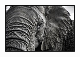 Eléphant femelle - Elephant Sanctuary - Afrique du Sud
