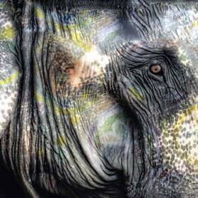 India Follows Raabe 29 - Das Auge eines indischen Elefantes schaut in das Auge des Betrachters und wird umrahmt von schönen Formen und Farben